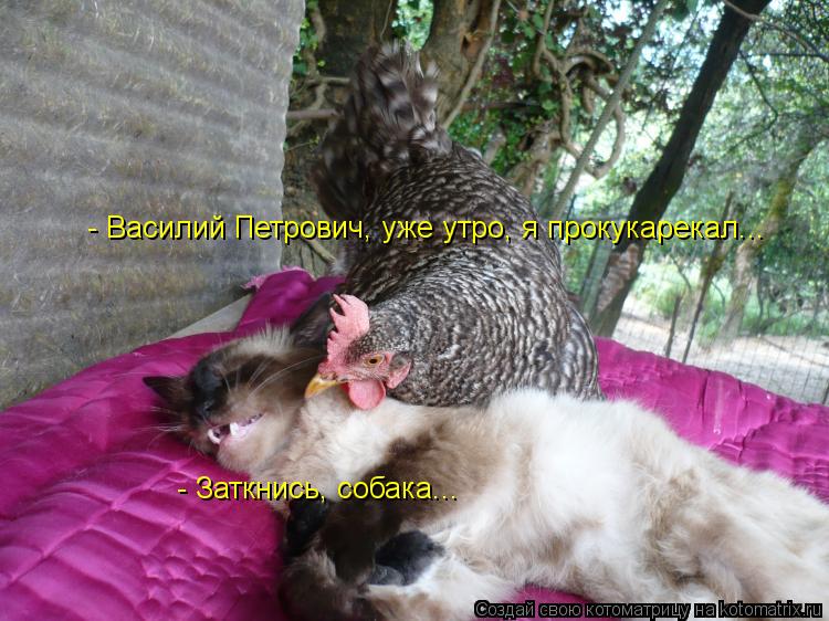 - Василий Петрович, уже утро, я прокукарекал... - Заткнись, собака...... Котоматрица: - Василий Петрович, уже утро, я прокукарекал... - Заткнись, собака...