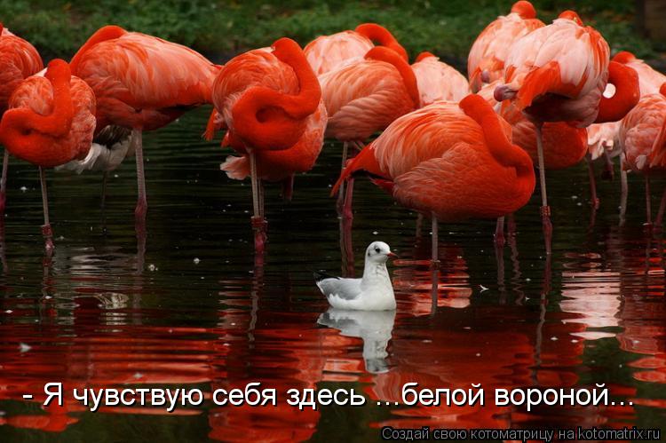 Котоматрица: - Я чувствую себя здесь ...белой вороной...