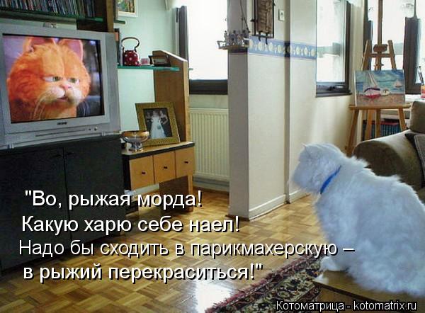 Котоматрица: "Во, рыжая морда!Какую харю себе наел! "Во, рыжая морда! Какую харю себе наел! Надо бы сходить в парикмахерскую –  в рыжий перекраситься!"