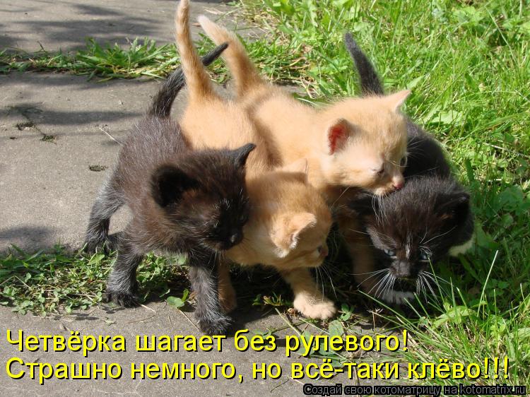 Котоматрица: Страшно немного, но всё-таки клёво!!! Четвёрка шагает без рулевого!