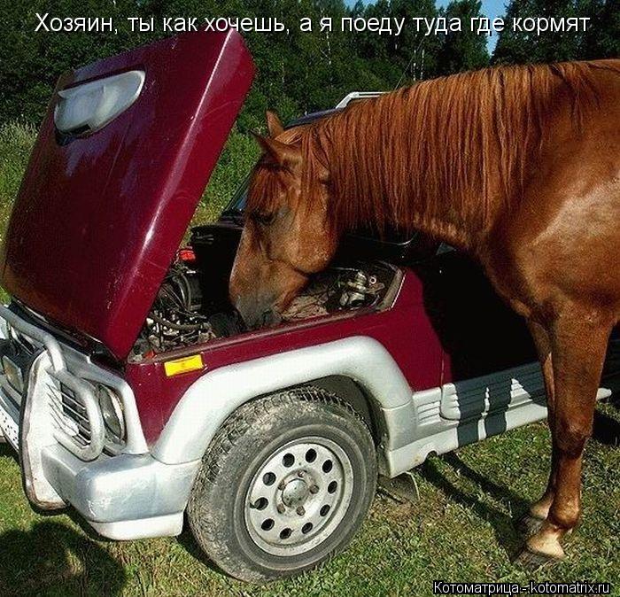 Котоматрица: Хозяин, ты как хочешь, а я поеду туда где кормят