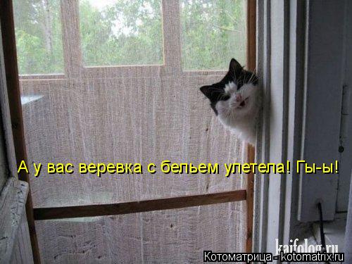 Котоматрица: А у вас веревка с бельем улетела! Гы-ы!