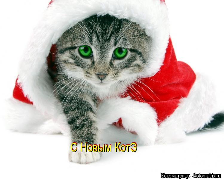 Котоматрица: С Новым КотЭ С Новым КотЭ