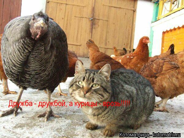 Котоматрица: Дружба - дружбой, а курицы - врозь!!!!!