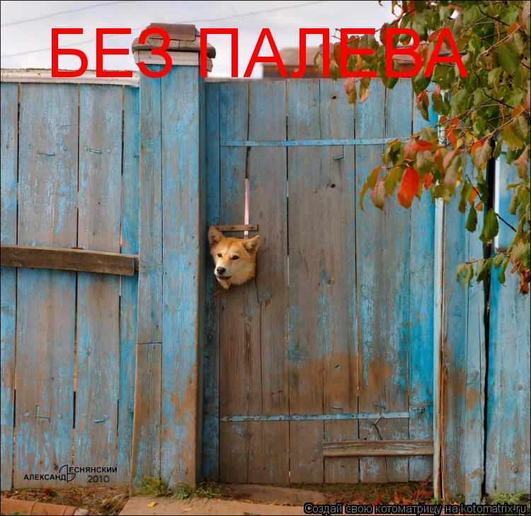 Котоматрица: БЕЗ ПАЛЕВА