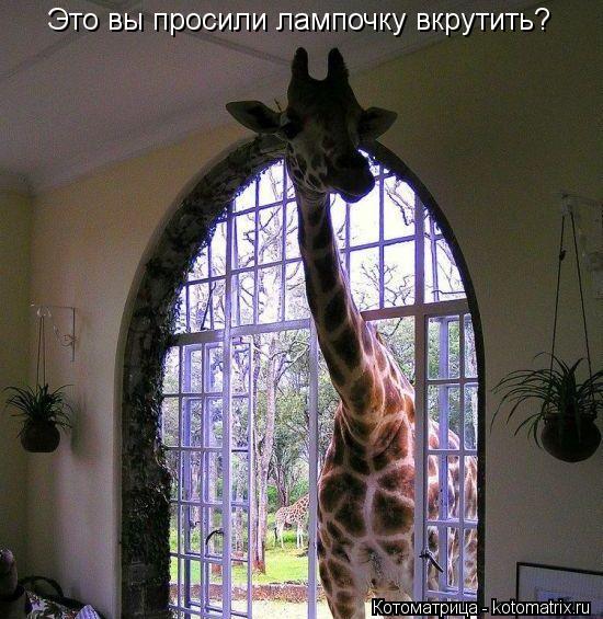 Котоматрица: Это вы просили лампочку вкрутить?
