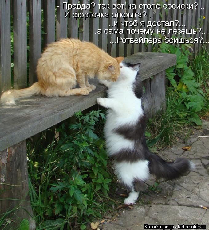 Котоматрица: - Правда? так вот на столе сосиски?...   И форточка открыта?...  ..и чтоб я достал?...  ..а сама почему не лезешь?....   ...Ротвейлера боишься?...