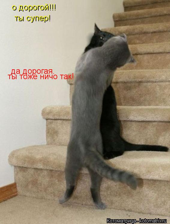 Котоматрица: о дорогой!!! да дорогая. ты супер! ты тоже ничо так!