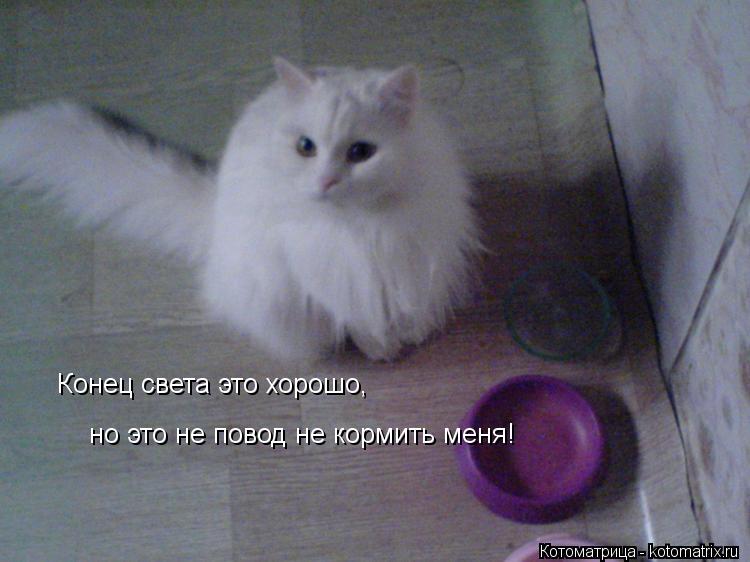 Котоматрица: Конец света это хорошо, но это не повод не кормить меня!