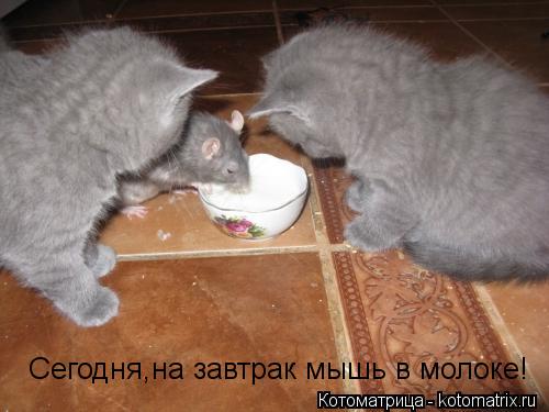 Котоматрица: Сегодня,на завтрак мышь в молоке!