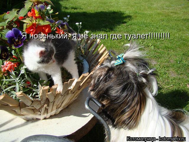 Котоматрица: Я новенький, я не знал где туалет!!!!!!!!!