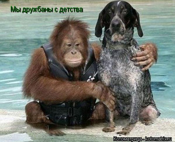 Котоматрица: Мы дружбаны с детства