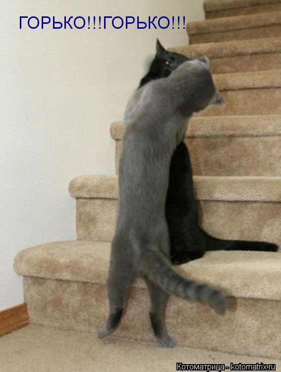 Котоматрица: ГОРЬКО!!!ГОРЬКО!!!