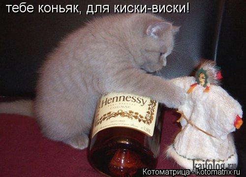 Котоматрица: тебе коньяк, для киски-виски!