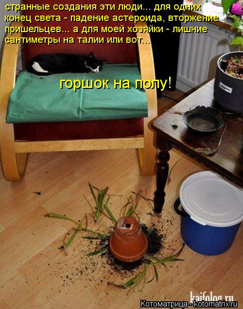 Котоматрица: странные создания эти люди... для одних конец света - падение астероида, вторжение пришельцев... а для моей хозяйки - лишние сантиметры на тал