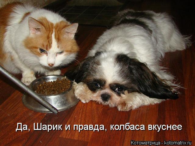Котоматрица: Да, Шарик и правда, колбаса вкуснее