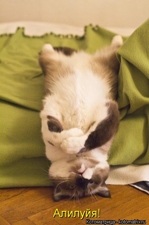 Котоматрица: Алилуйя!