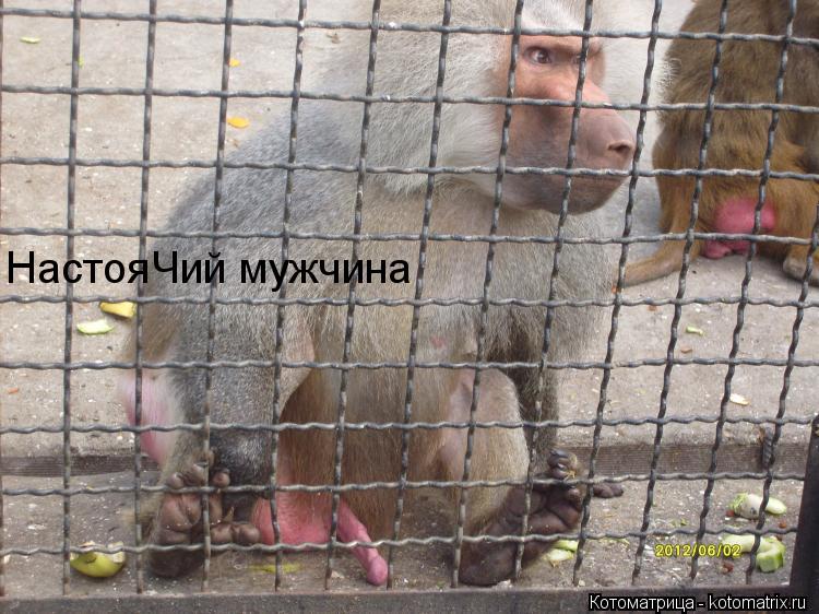 Котоматрица: НастояЧий мужчина