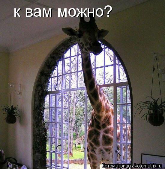 Котоматрица: к вам можно?
