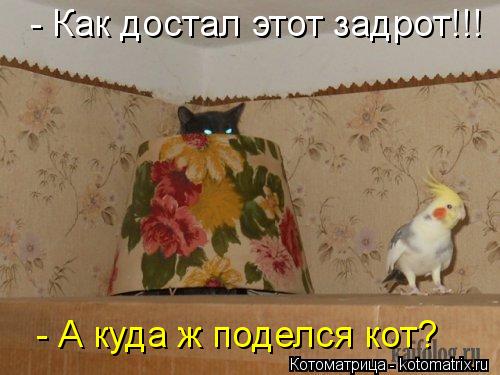 - Как достал этот задрот!!! - А куда ж поделся кот?... Котоматрица: - Как достал этот задрот!!! - А куда ж поделся кот?