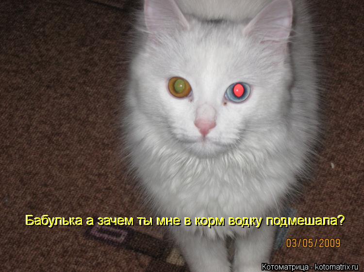 Котоматрица: Бабулька а зачем ты мне в корм водку подмешала? Бабулька а зачем ты мне в корм водку подмешала?