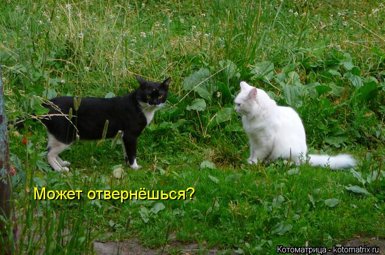 Котоматрица: Может отвернёшься?
