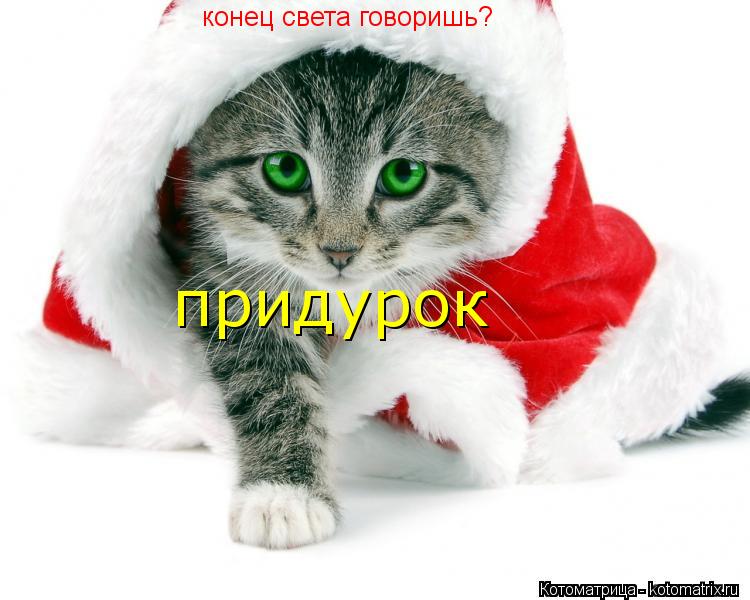 Котоматрица: конец света говоришь? придурок