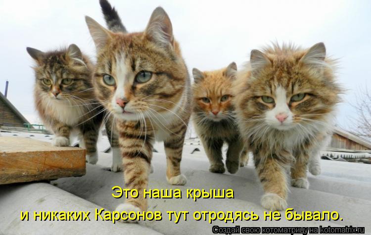 Котоматрица: Это наша крыша  и никаких Карсонов тут отродясь не бывало.