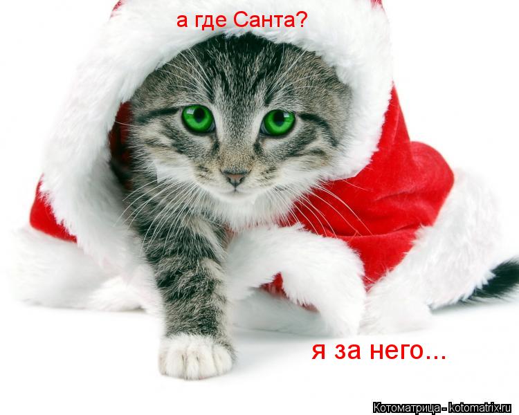 Котоматрица: а где Санта? я за него...