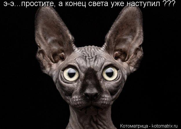 Котоматрица: э-э...простите, а конец света уже наступил ???