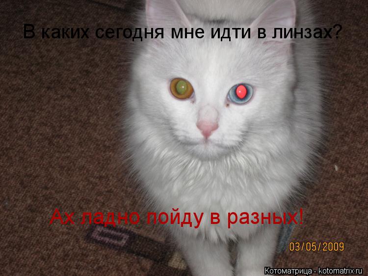 Котоматрица: В каких сегодня мне идти в линзах? Ах ладно пойду в разных!
