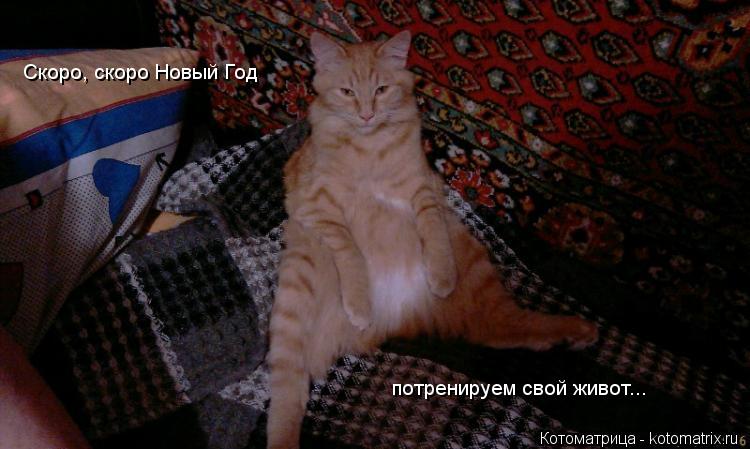 Котоматрица: Скоро, скоро Новый Год потренируем свой живот...