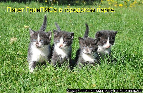 Пикет ГринПИСа в городском парке.... Котоматрица: Пикет ГринПИСа в городском парке.