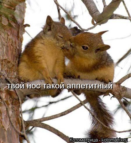 Котоматрица: твой нос такой аппетитный