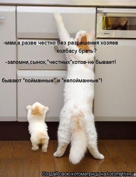 Котоматрица: -мам,а разве честно без разрешения хозяев колбасу брать? -запомни,сынок,"честных"котов-не бывает! бывают "пойманные" и "непойманные"!