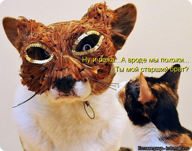 Котоматрица: Ну и рожа...А вроде мы похожи... Ты мой старший брат?