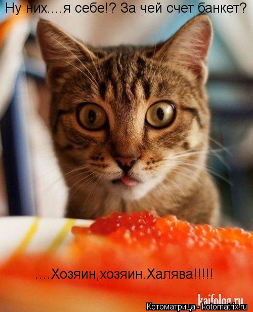 Котоматрица: Ну них....я себе!? За чей счет банкет? ....Хозяин,хозяин.Халява!!!!!