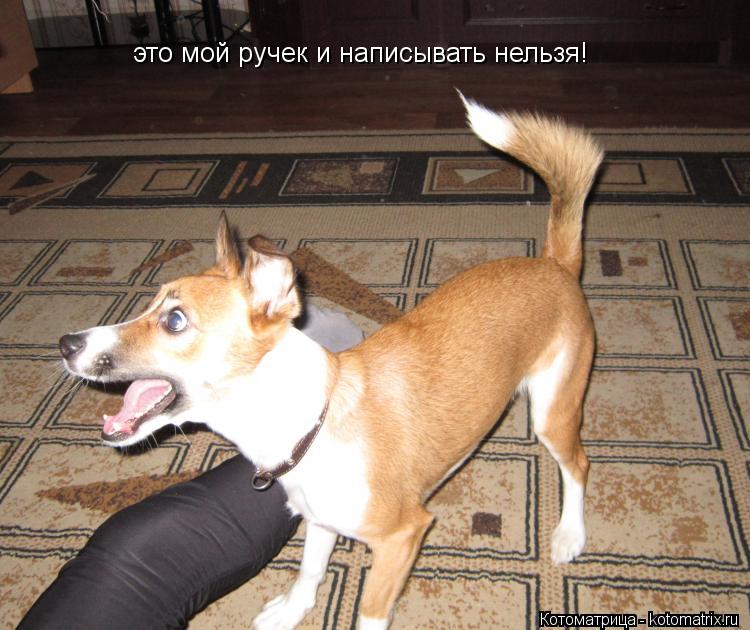 Котоматрица: это мой ручек и написывать нельзя!