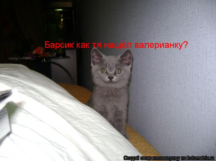 Котоматрица: Барсик как тя нащёл валерианку?