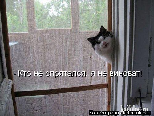 Котоматрица: - Кто не спрятался, я не виноват!