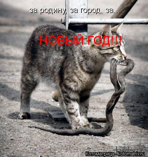 Котоматрица: за родину, за город, за... НОВЫЙ ГОД!!!