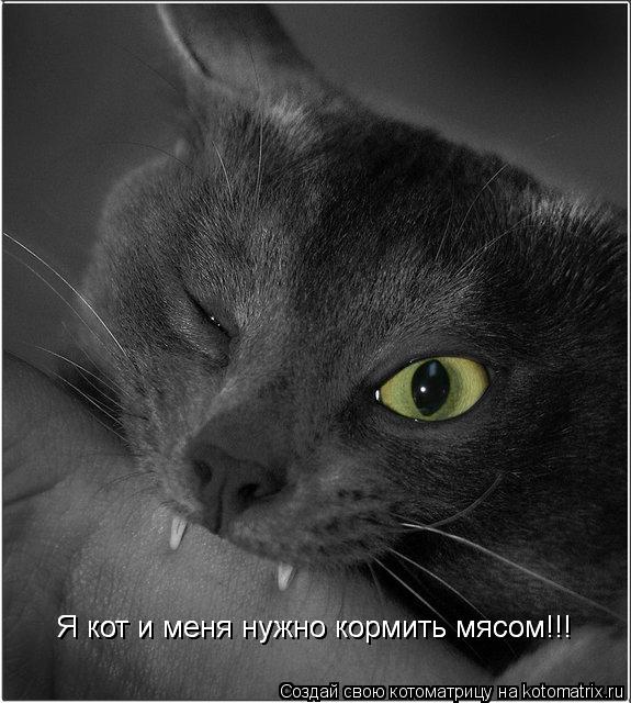 Котоматрица: Я кот и меня нужно кормить мясом!!! Я кот и меня нужно кормить мясом!!!