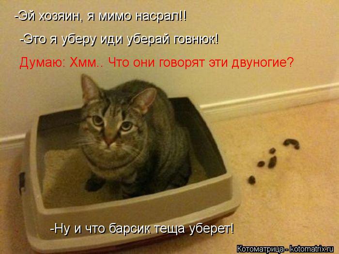 Котоматрица: -Эй хозяин, я мимо насрал!! -Ну и что барсик теща уберет! -Это я уберу иди уберай говнюк! Думаю: Хмм.. Что они говорят эти двуногие?