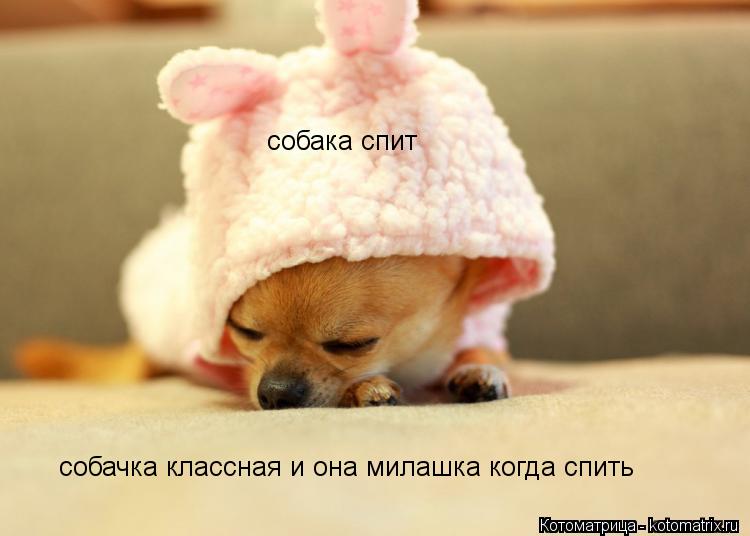 Котоматрица: собачка классная и она милашка когда спить собака спит