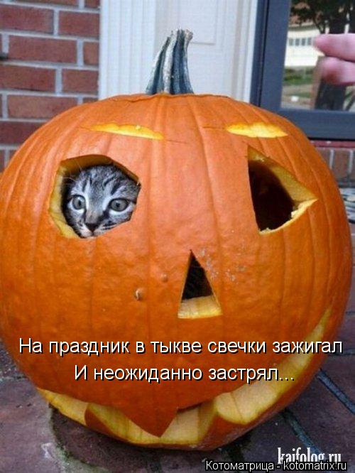 Котоматрица: На праздник в тыкве свечки зажигал И неожиданно застрял...