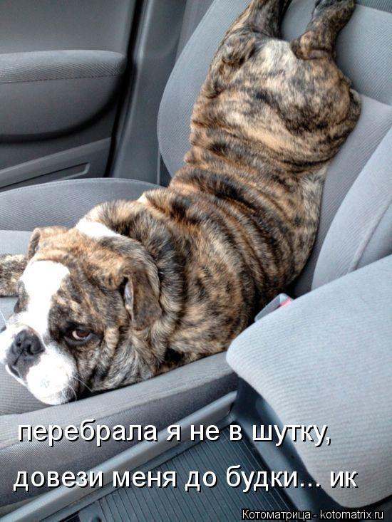 Котоматрица: перебрала я не в шутку, довези меня до будки... ик