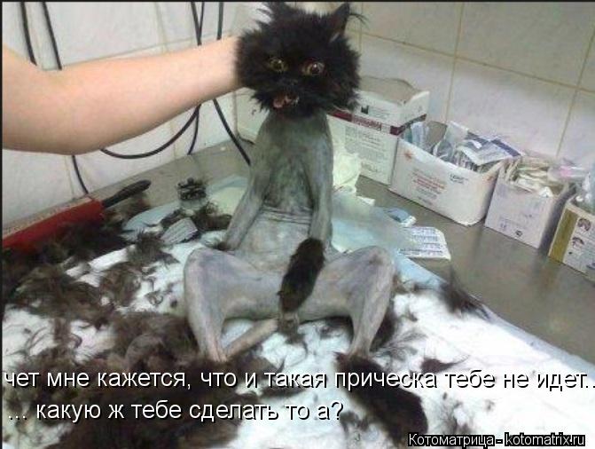 Котоматрица: чет мне кажется, что и такая прическа тебе не идет...  ... какую ж тебе сделать то а?