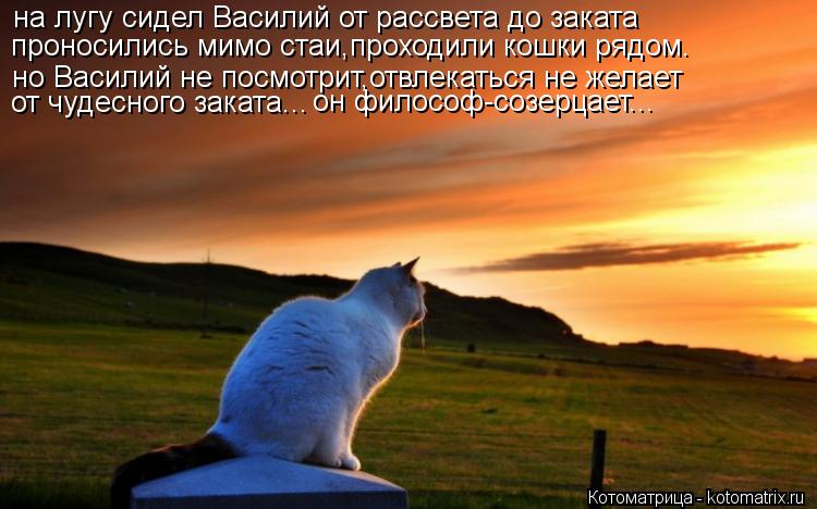 Котоматрица: на лугу сидел Василий от рассвета до заката проносились мимо стаи,проходили кошки рядом. но Василий не посмотрит,отвлекаться не желает от ч
