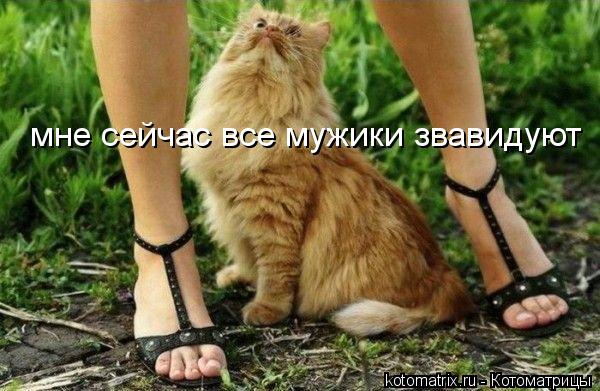 Котоматрица: мне сейчас все мужики звавидуют