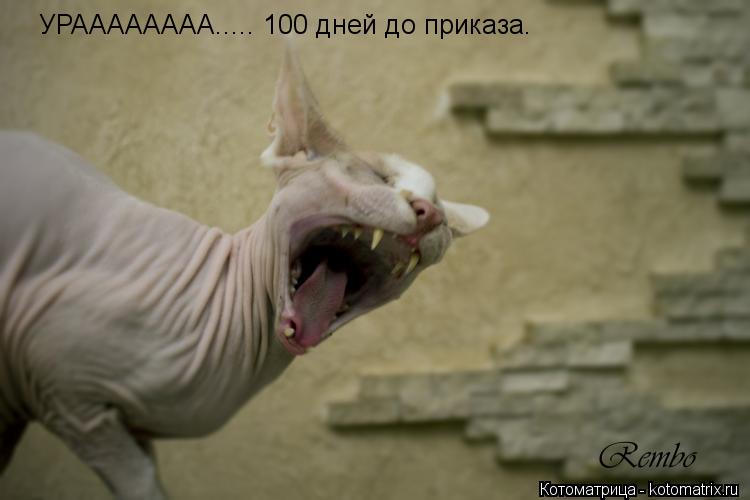 Котоматрица: УРАААААААА..... 100 дней до приказа.